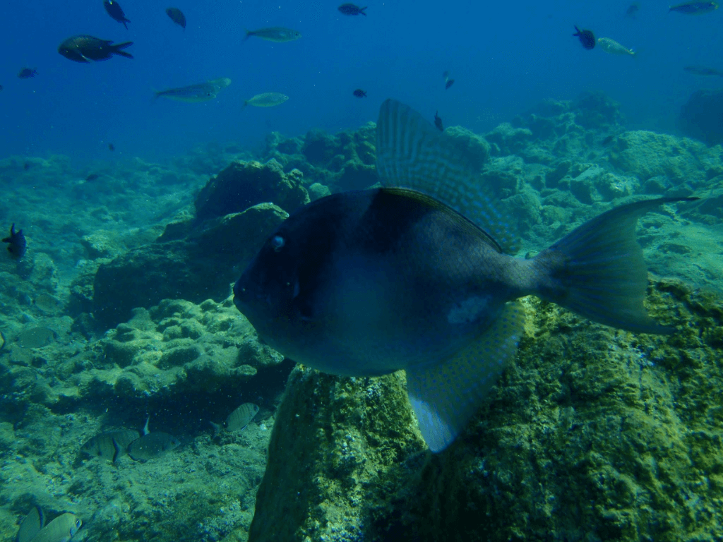 Marmaris Scuba Diving
