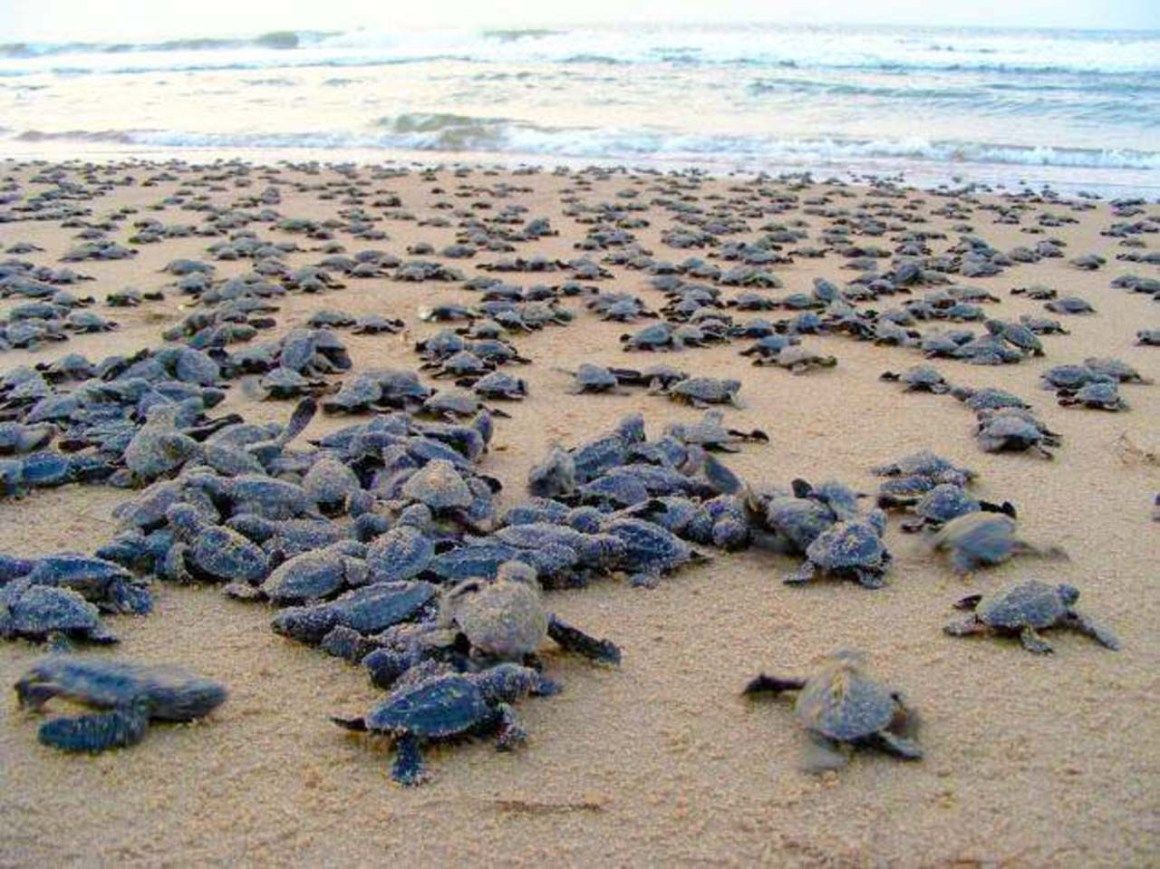 Marmaris to Turtle Beach