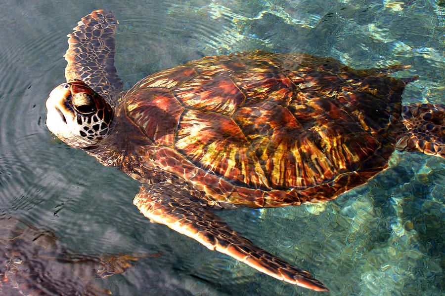 Marmaris to Turtle Beach