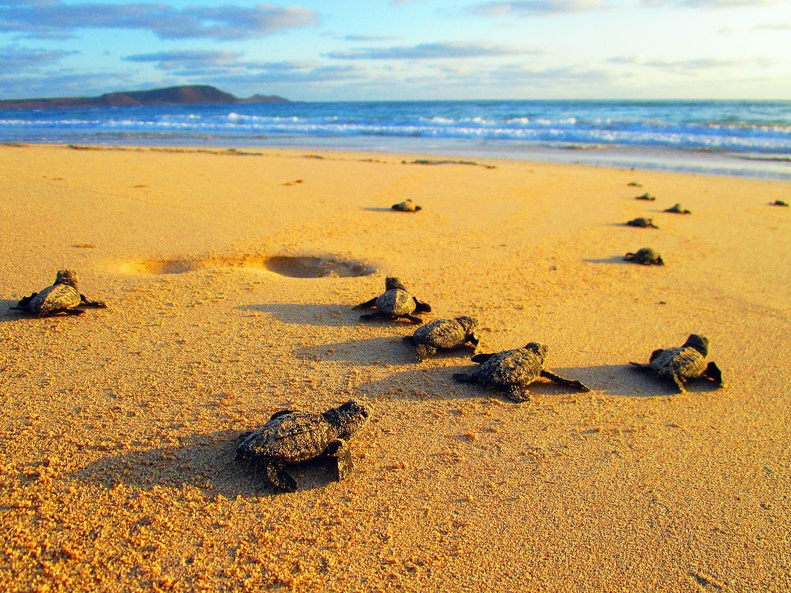 Marmaris to Turtle Beach